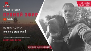 Почему собака не слушается