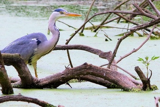BIRDS OF THE FOREST POND