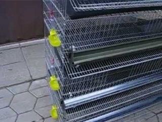 Клетка для перепелов 022