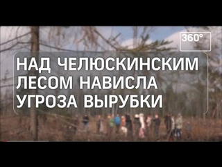 Над челюскинским лесом нависла угроза вырубки