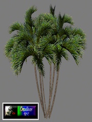 Cuk-Palm-Tree-Group