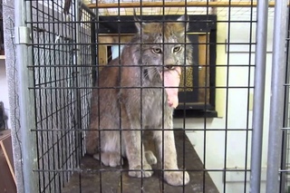 Max Canada Lynx & Chicken Back-off!