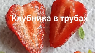 Клубника в трубах