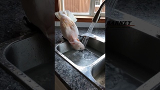 Barney takes a bath