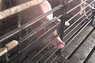 WATCH: Criminal Animal Abuse Caught on Video at Walmart Pork Supplier