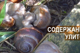 Фермер Сергей Балаев. Содержание, разведение и выращивание улиток. Улиточный бизнес