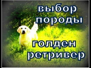Выбор породы - золотистый ретривер - характер и особенности поведения