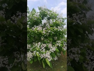 Катальпа. Чудо-дерево, невероятные цветы.