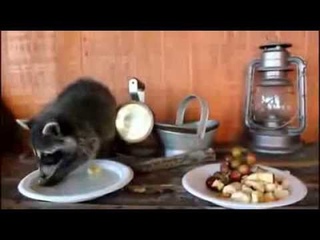 Кроха енот