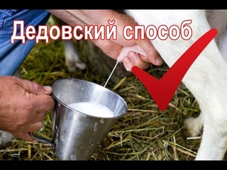 Как подоить козу//Проверенный дедовский способ