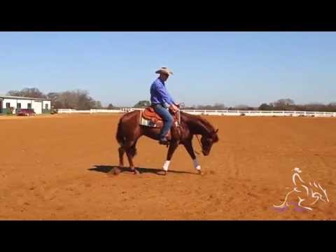 Reining Training Fundamentals to