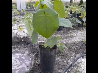 Павловния 09 07 2022