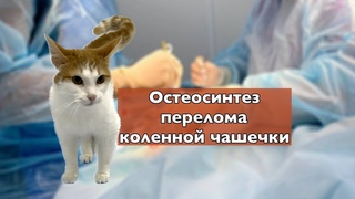 Остеосинтез перелома коленной чашечки у кота / Osteosynthesis of the fracture of cats patella