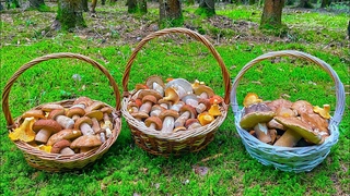 ЕПОНАМАМА! Белые грибы еловые, дубовые и берёзовые! ПОДОСИНОВИКИ ШОК! Грибники УДИВЛЕНЫ! Грибы 2023