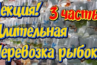 Адаптация аквариумных рыбок после длительной транспортировки! Профилактика и л...