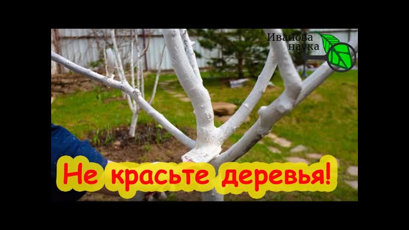 НЕ БЕЛИТЕ ДЕРЕВЬЯ, пока не посмотрите это видео Я серьёзно