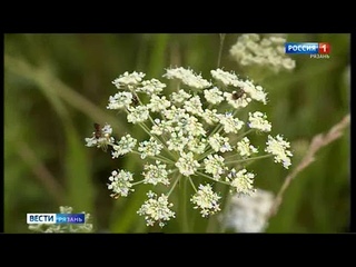 Время заготавливать лесные и луговые травы