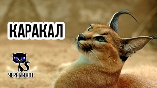 ✔ Каракал –  сильная и опасная степная кошка, очень похожая на рысь