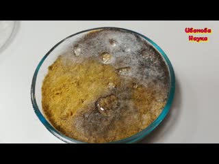 Выращиваем биопрепараты. Мукор или Метаризиум Разбираемся.