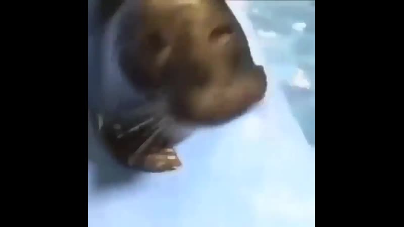 калдун