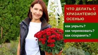 Что делать с хризантемой осенью - можно ли сохранить контейнеры, секреты успешной зимовки