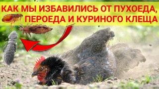 Как мы избавились в курятнике от ПУХОЕДА, ПЕРОЕДА, ВШЕЙ и КУРИНОГО КЛЕЩА