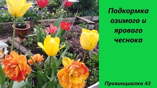 Подкормка озимого и ярового чеснока