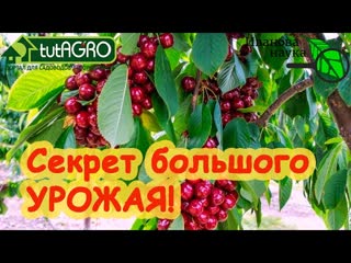 ЧЕРЕШНЯ ЕСТЬ, А ЧЕРЕШЕН НЕТ Сделайте так и деревья ЗАВАЛЯТ урожаем. И ПТИЦЫ не страшны!