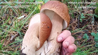 За грибами в седьмой раз,  - Picking mushrooms for the seventh time.
