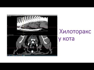 Хилоторакс у кота