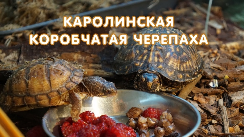 Каролинская коробчатая черепаха ( Terrapene