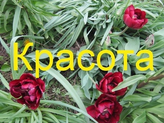 Апрельская красота