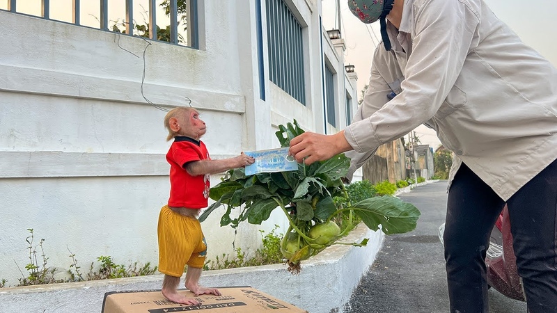 Bibi harvests vegetables to cook and sell for money while on