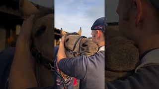 КАК МИЛО🥰🥰🥰 #лошади #конюшня #конныйспорт #horse #ферма #фермер
