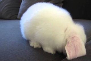Dramatic Bunny Vacuum!