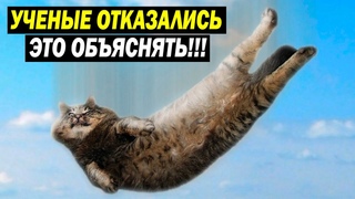УЧЕНЫЕ НЕ МОГУТ ЭТОГО ОБЪЯСНИТЬ! КОШАЧЬЯ ТАЙНА!