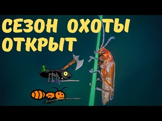 Муравьи-беспредельщики замочили жука-пожарника