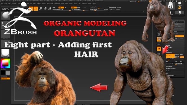 Organic Modeling ORANGUTAN Part 8 ADDING FIRST HAIR in Zbrush 4