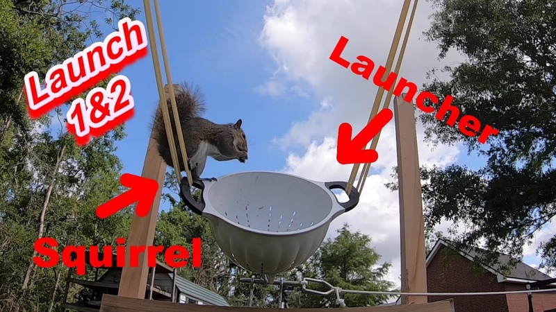 Squirrel Launcher, Squirrel in