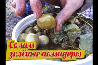 Как засолить зеленые помидоры в бочках на зиму