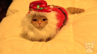 Новогодние коты (Котики №5)