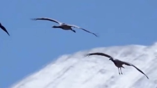 Здесь под небом чужим.