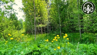 Успокаивающий смешанный лес и пение птиц. Соловей, кукушка, дрозд. 12 Часов видео.