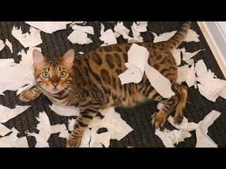 🐈 Короли беспорядка! 😺 Самые смешные коты и котята для всей семьи! 😻