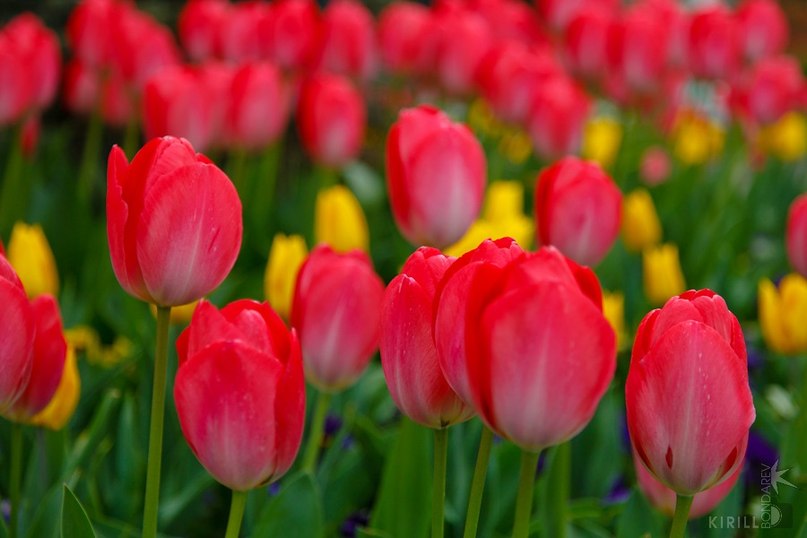 Оля Султумова | Москва