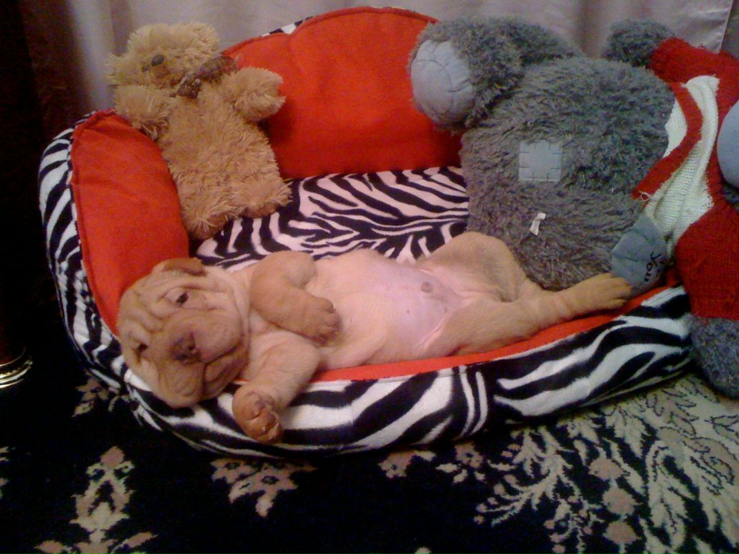 Игорь Быков | Москва