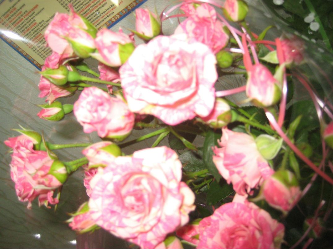 Елена Давыдова | Киев