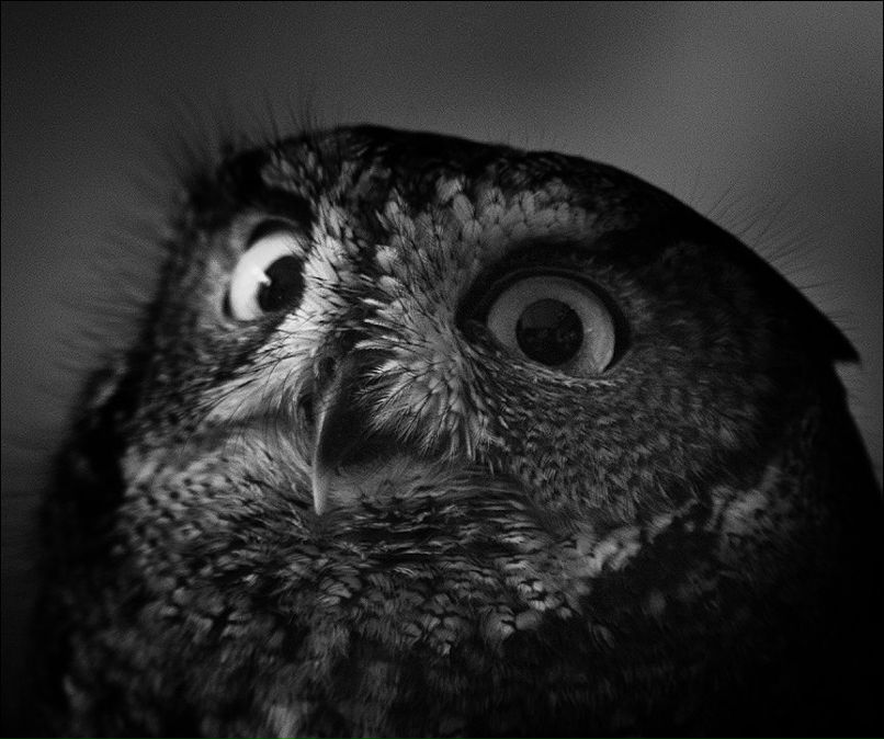 Мария Курт | Montego Bay