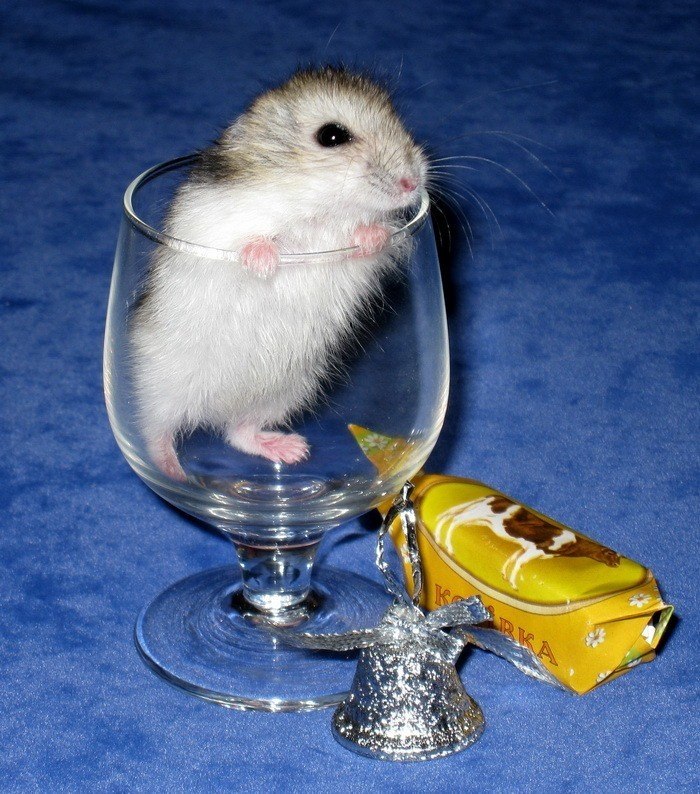 Артем Алексеев | Санкт-Петербург