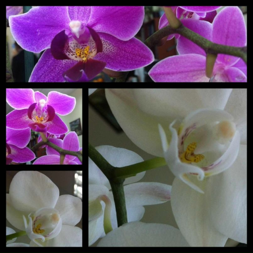 Диана Хасенова | Москва